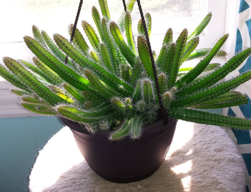 Selenicereus testudo