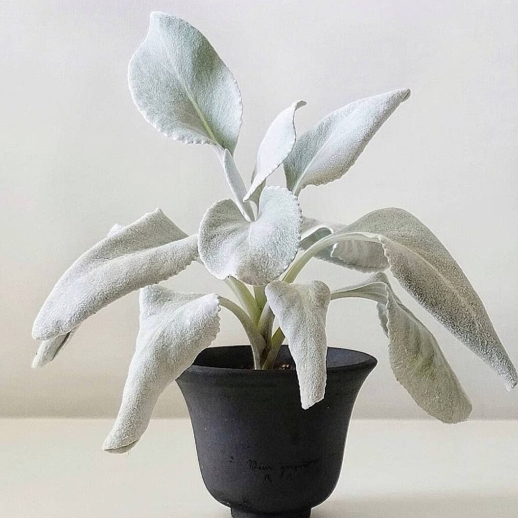 Senecio candicans