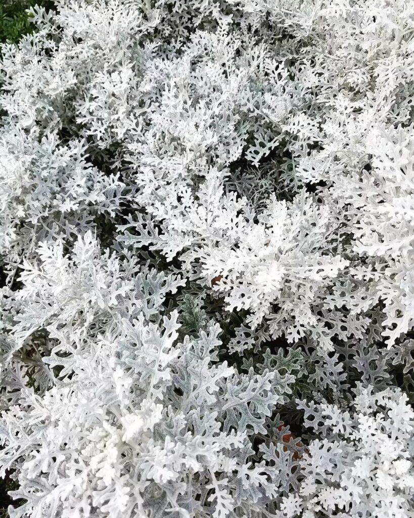 Senecio cineraria 1
