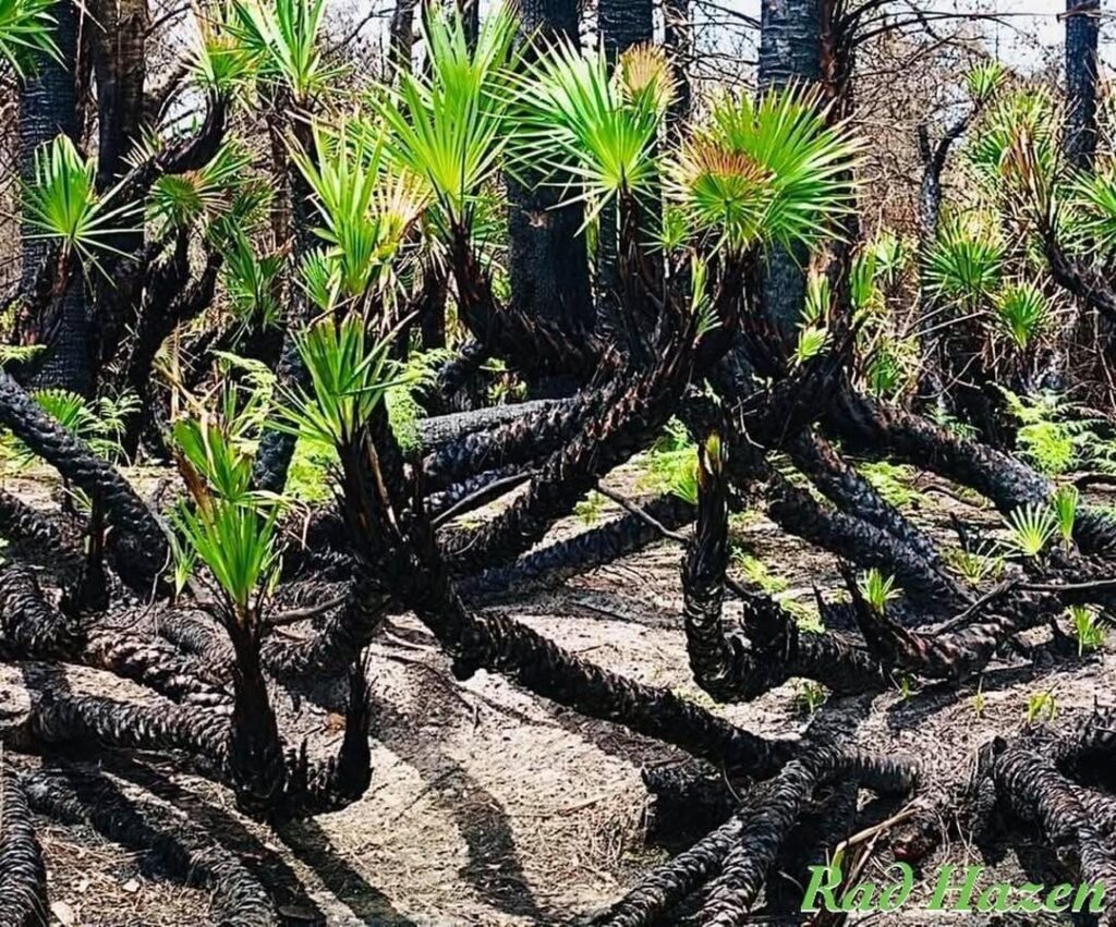 Serenoa Repens