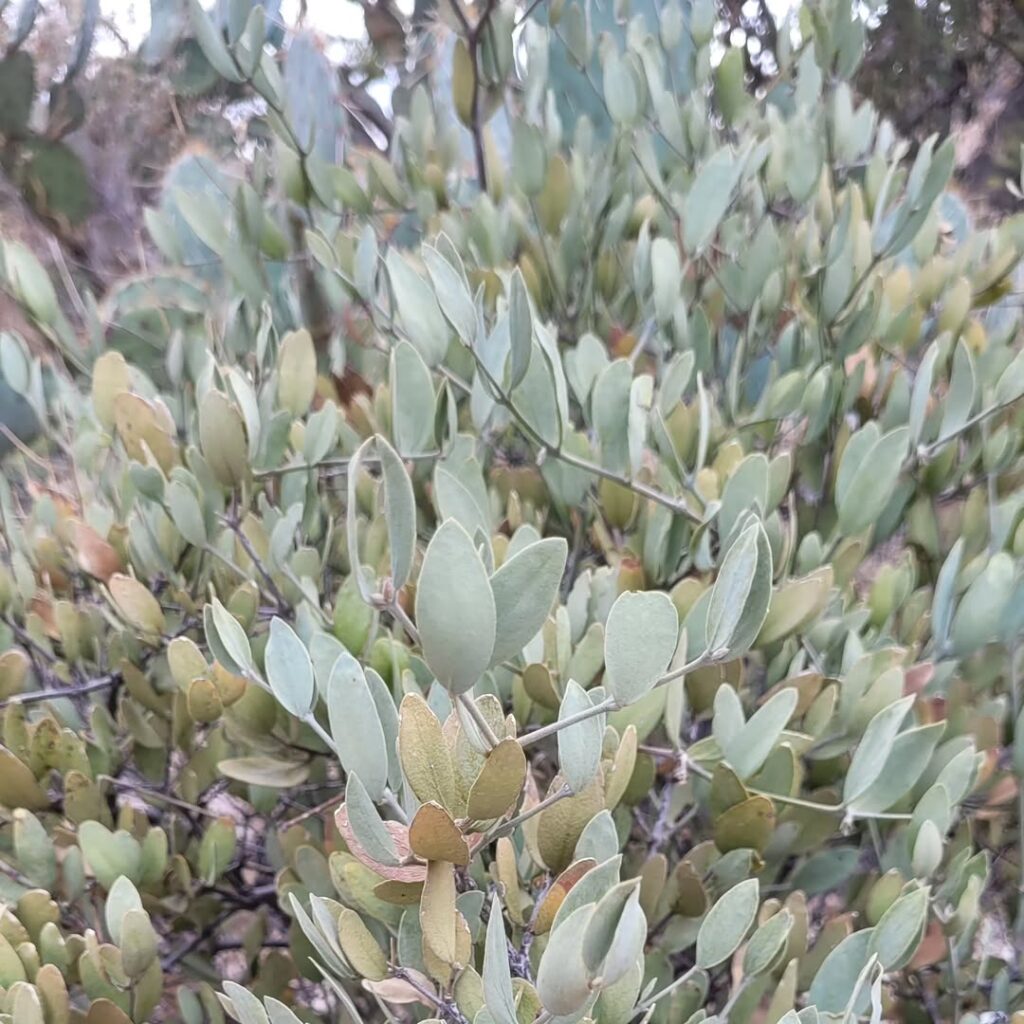 Simmondsia Chinensis