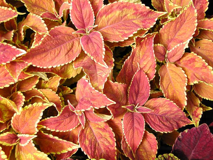 Solenostemon scutellarioides ‘Rustic Orange