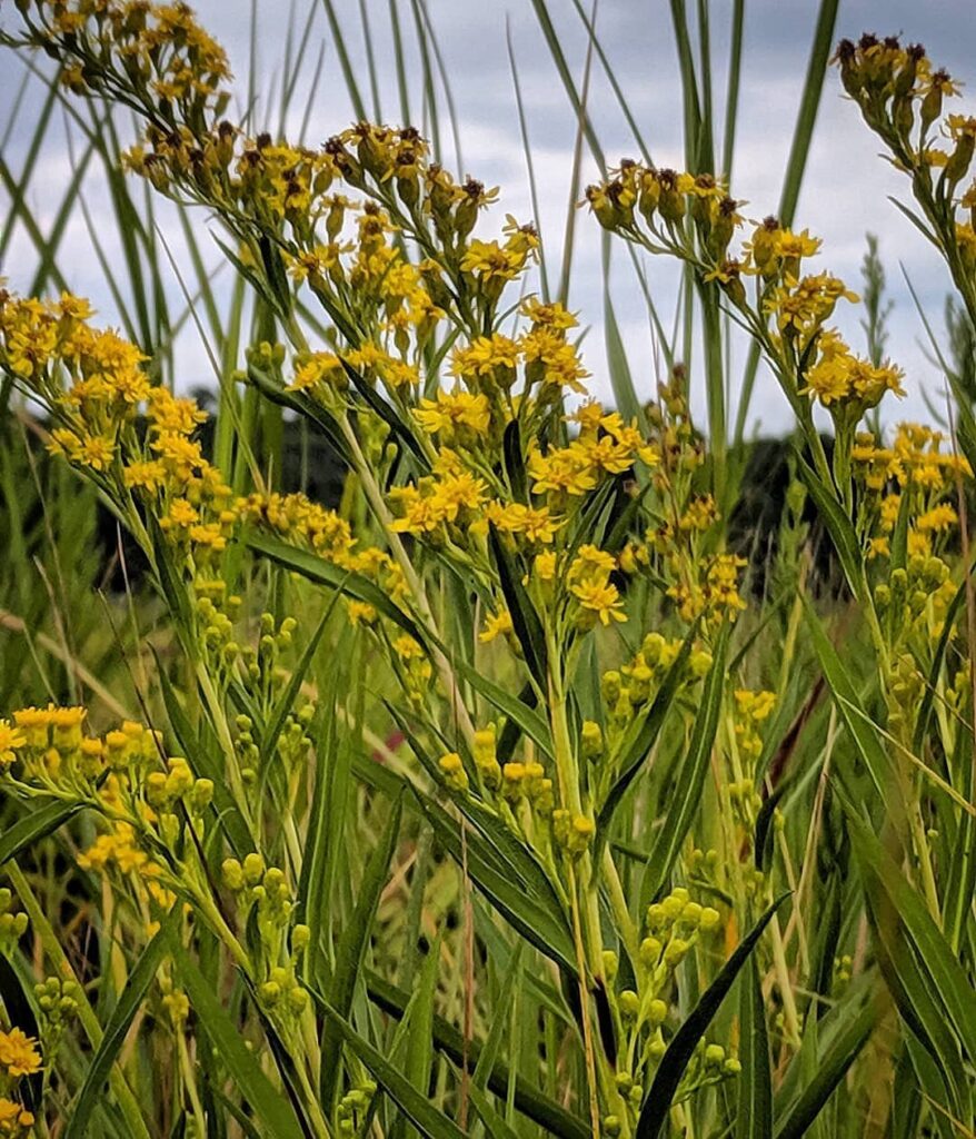 Solidago Sempervirens