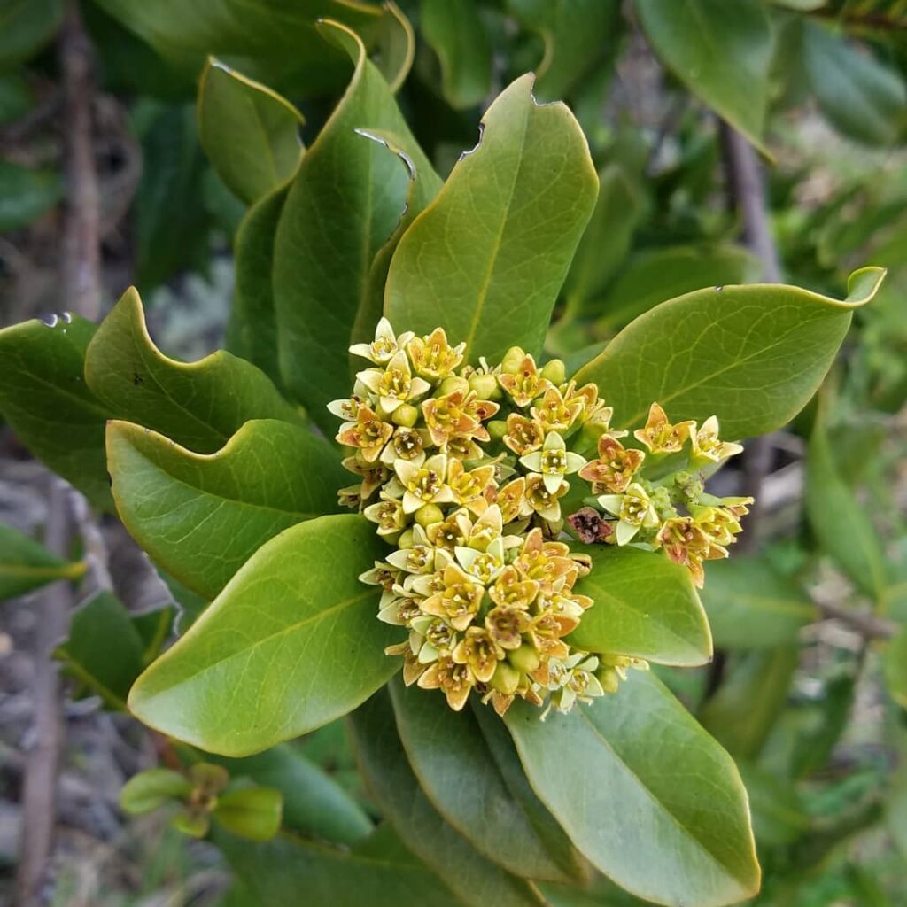 Sophora chrysophylla