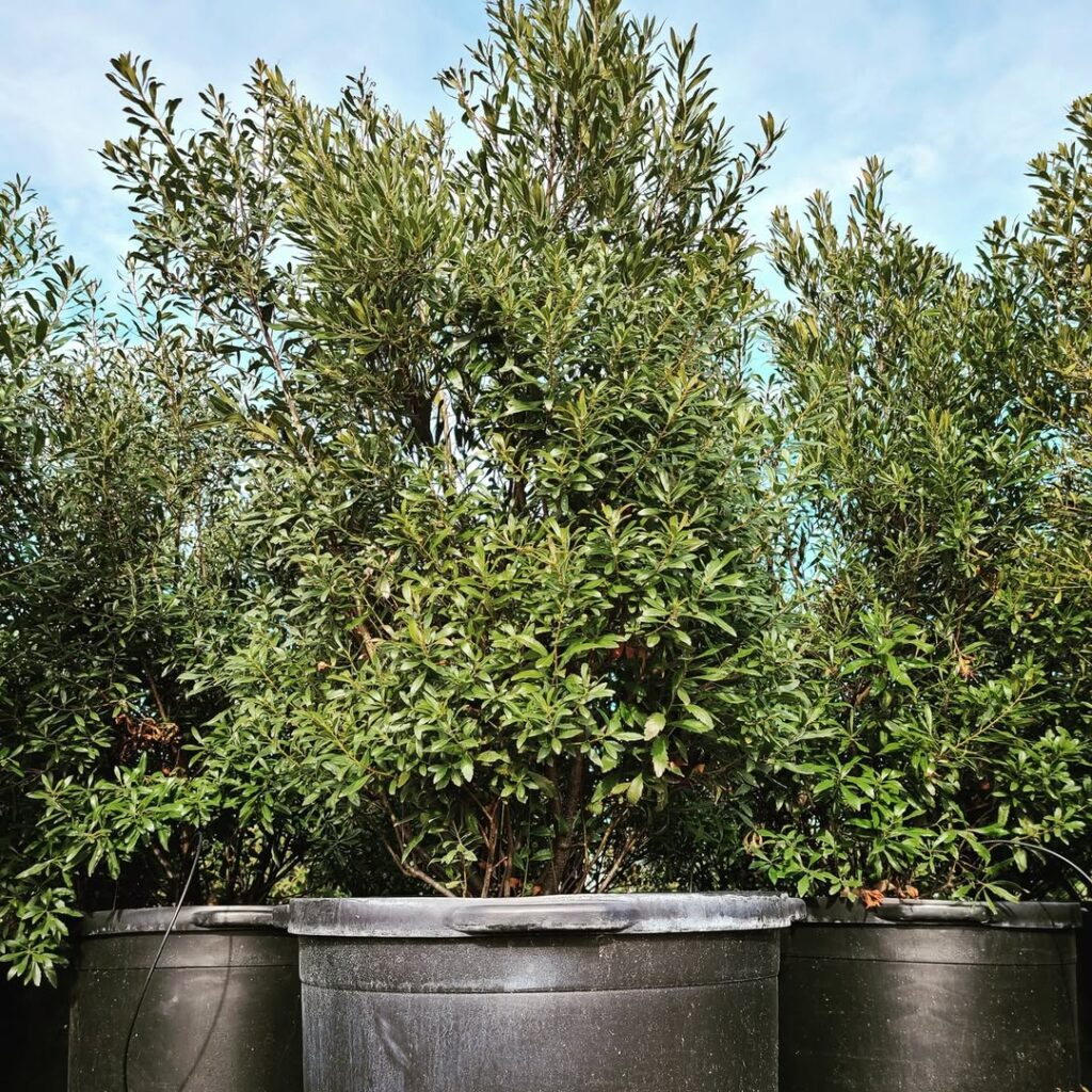 Southern Wax Myrtle
