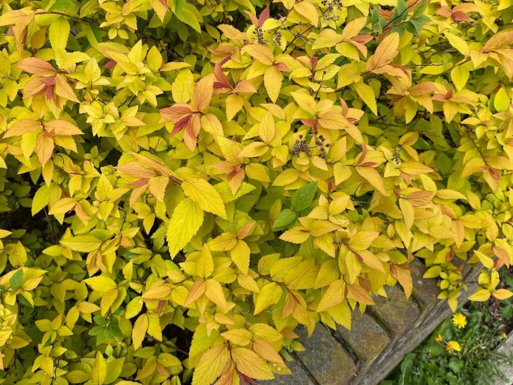 Spiraea japonica ‘Goldflame