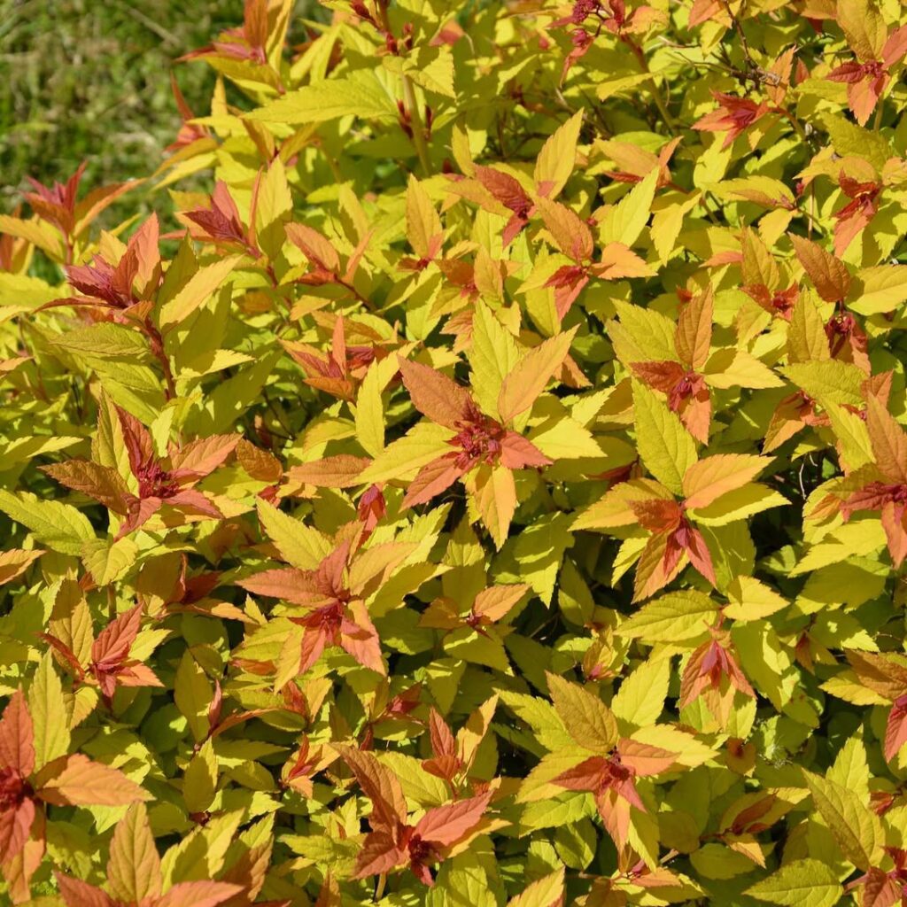 Spiraea japonica ‘Magic Carpet