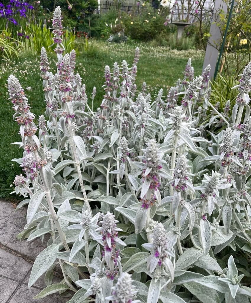 Stachys byzantina