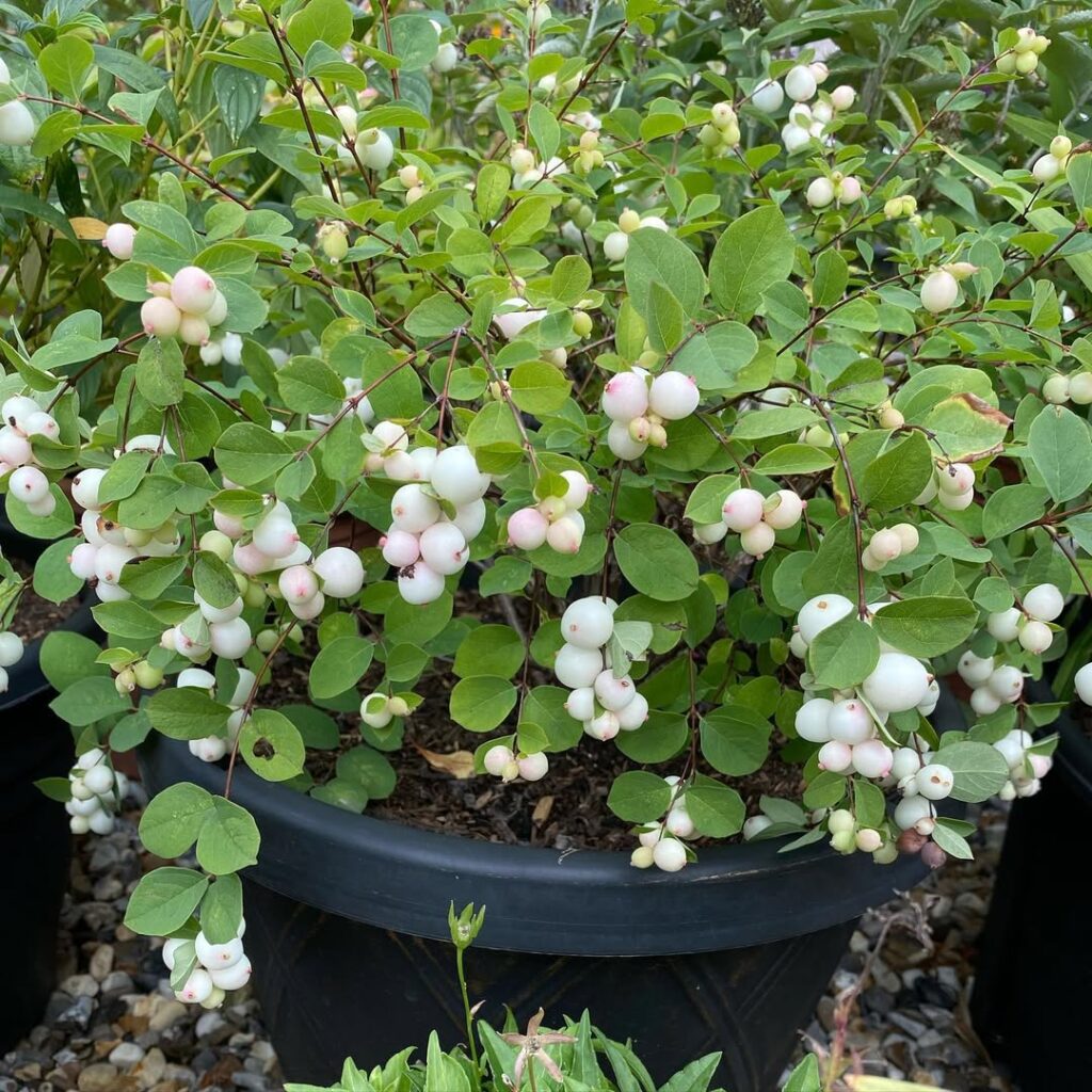 Symphoricarpos Albus