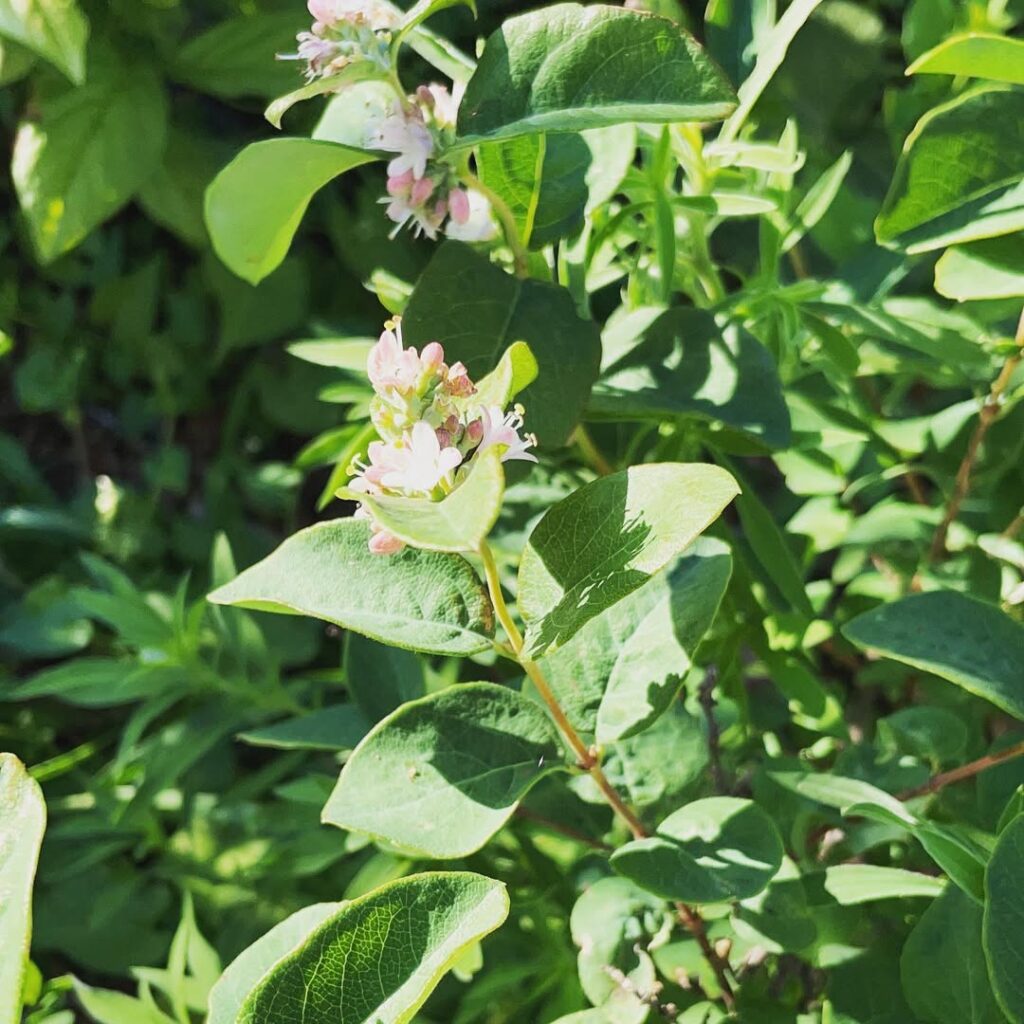 Symphoricarpos occidentalis