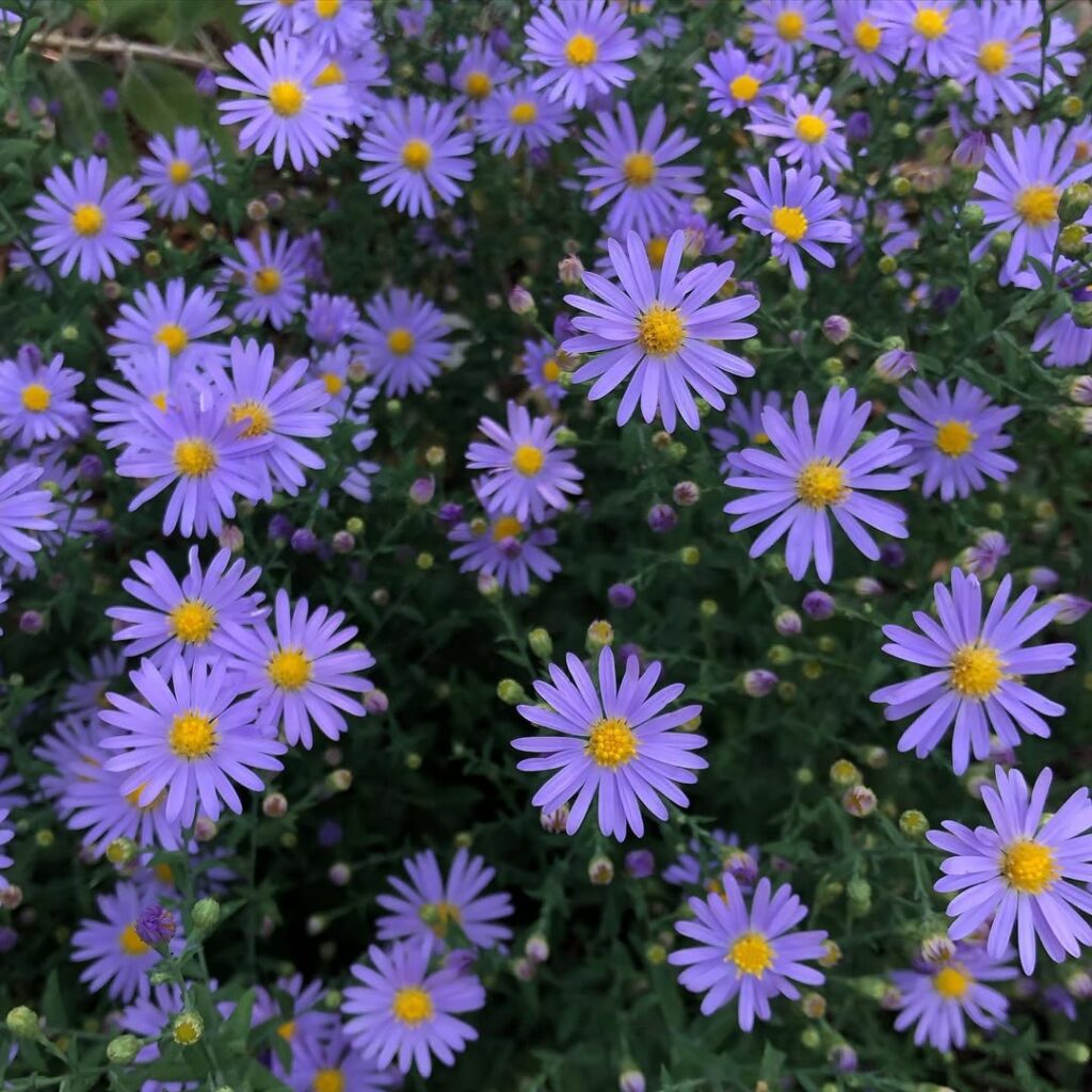 Symphyotrichum