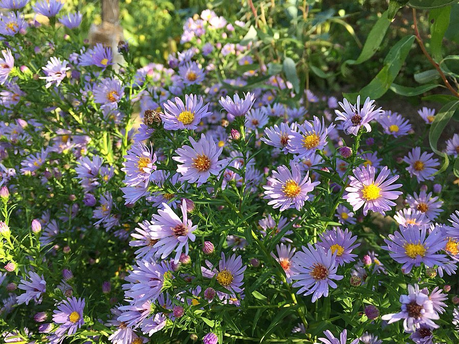Symphyotrichum Novi Belgii