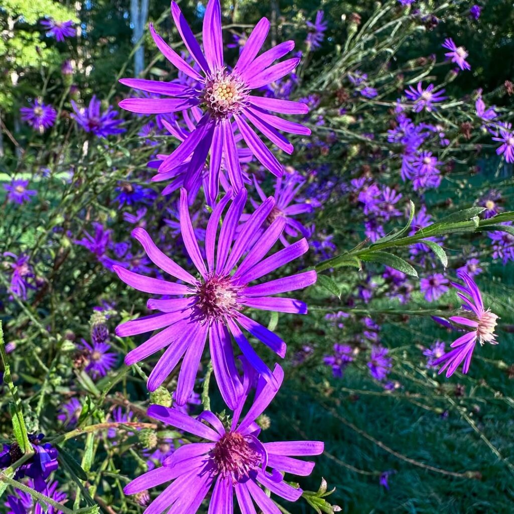 Symphyotrichum georgianum