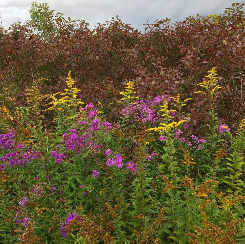 Symphyotrichum novae angliae