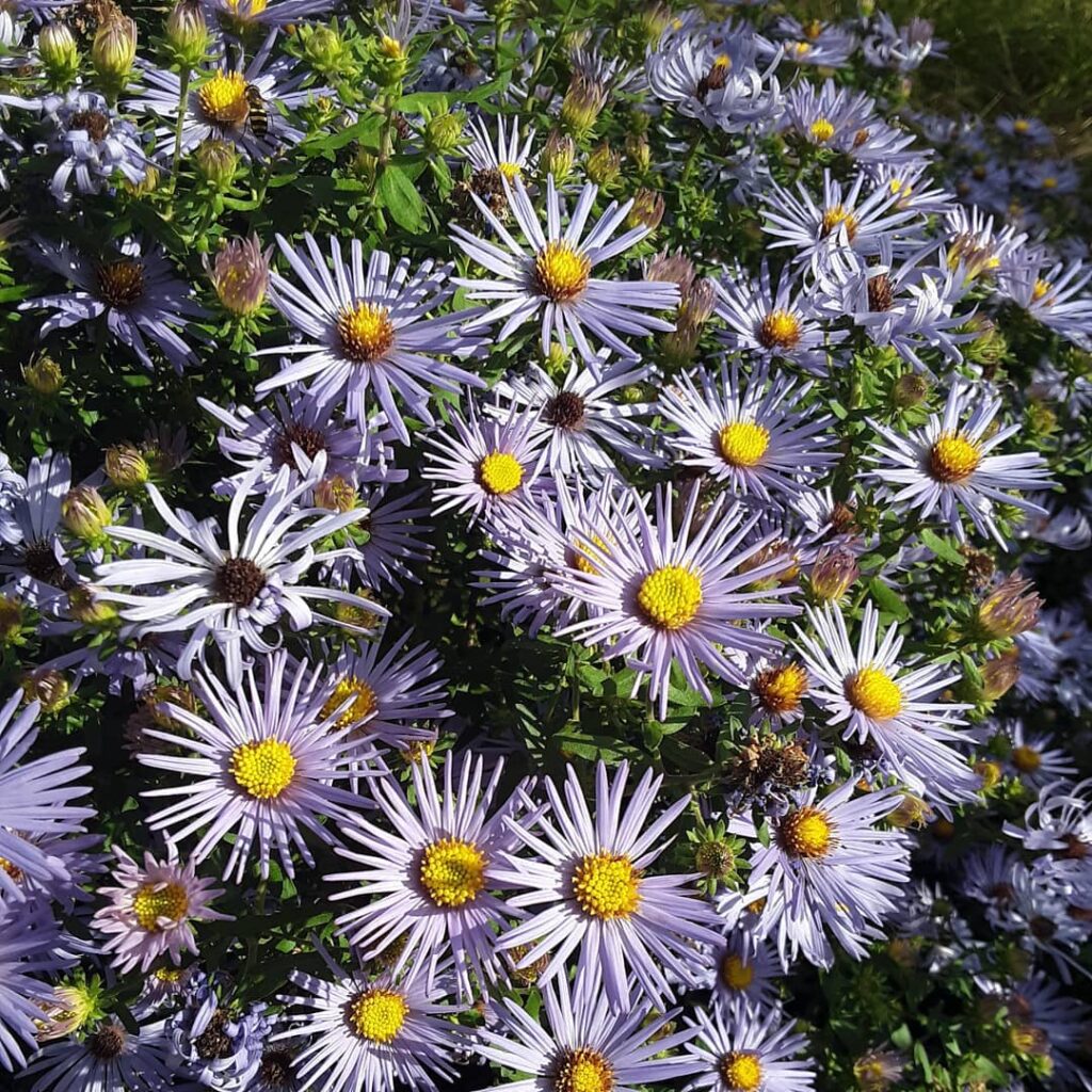 Symphyotrichum oblongifolium