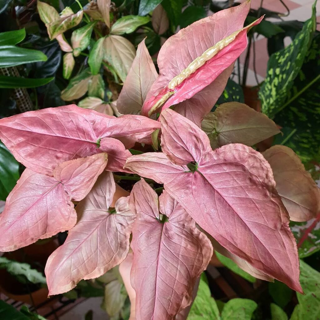 Syngonium podophyllum ‘Neon Robusta