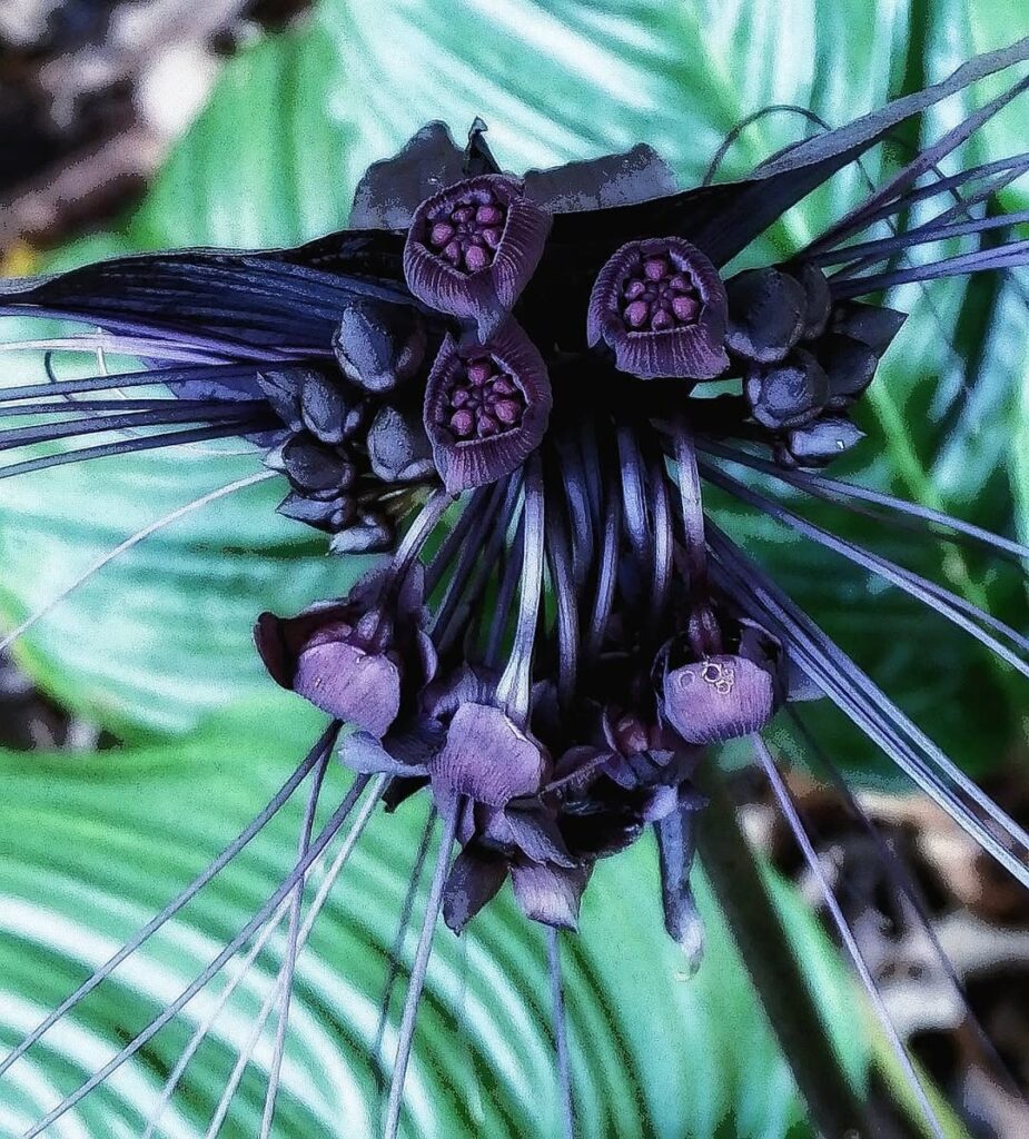 Tacca chantrieri
