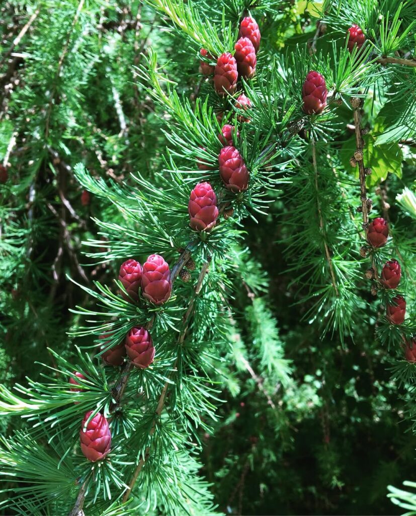 Tamarack Larch
