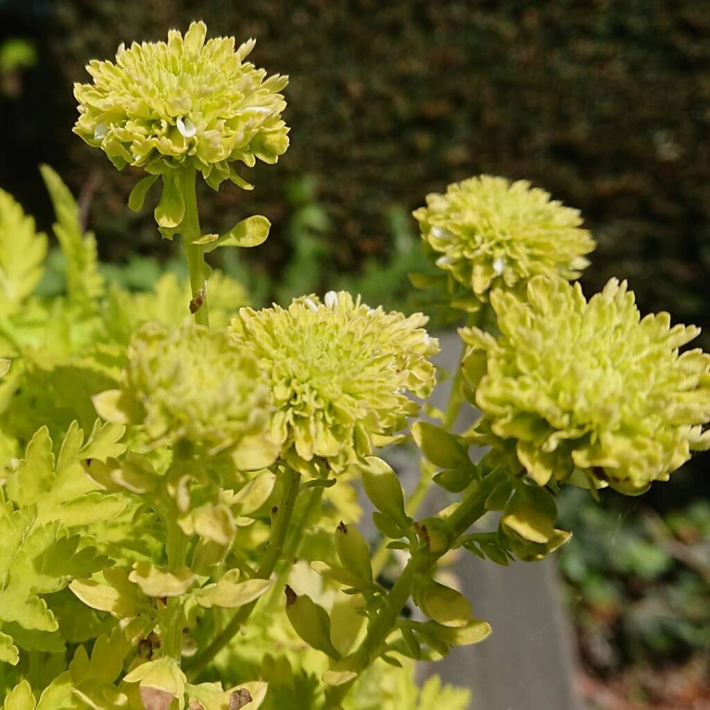 Tanacetum parthenium ‘Aureum