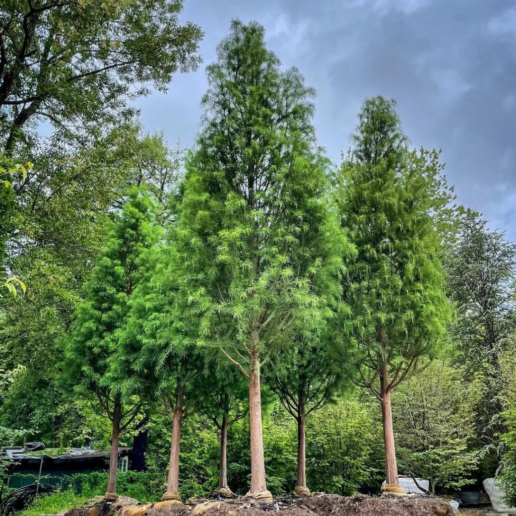 Taxodium Distichum