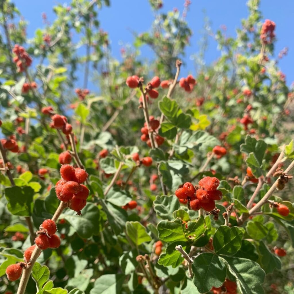 Three Leaf Sumac