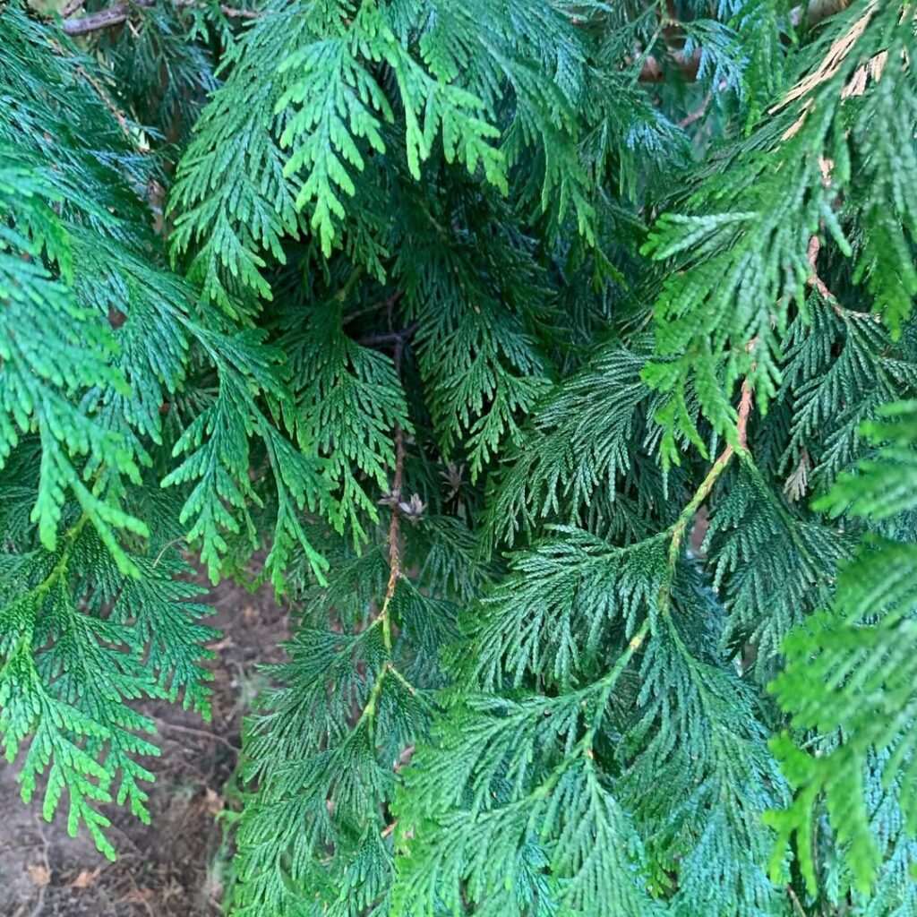 Thuja plicata