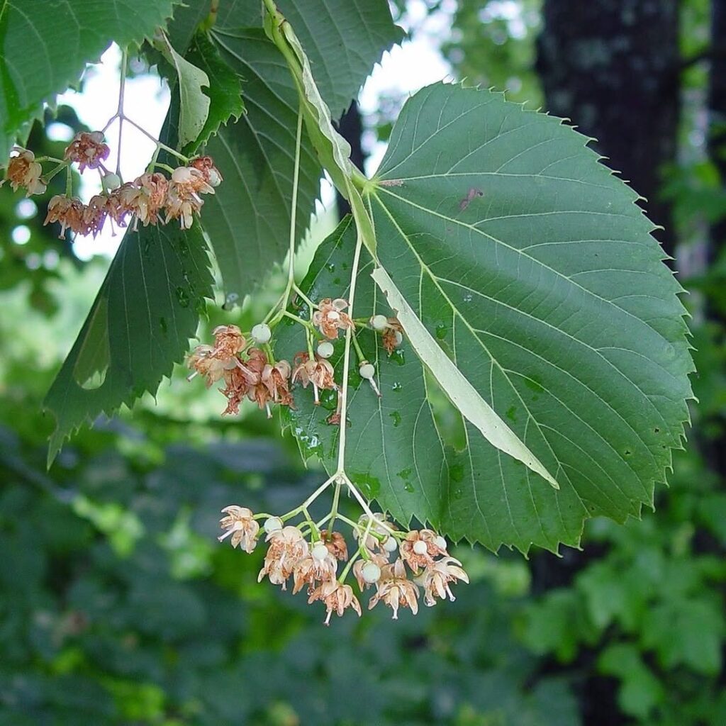 Tilia Americana