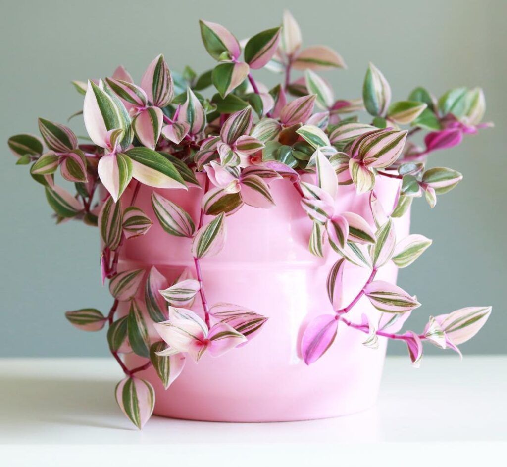 Tradescantia fluminensis ‘Tricolor