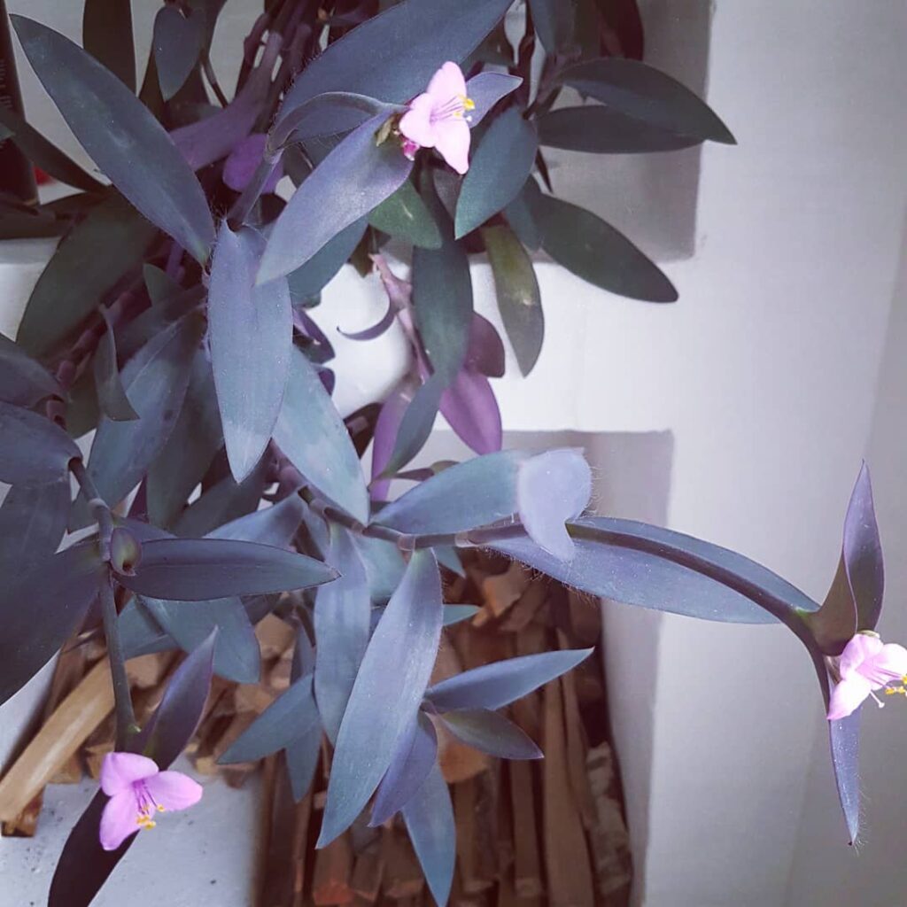 Tradescantia pallida ‘Purpurea