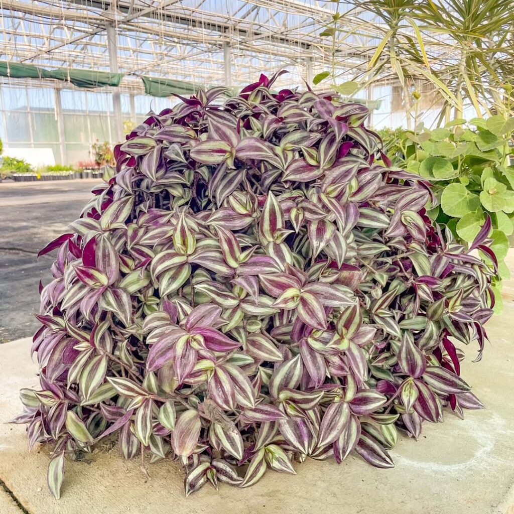 Tradescantia zebrina
