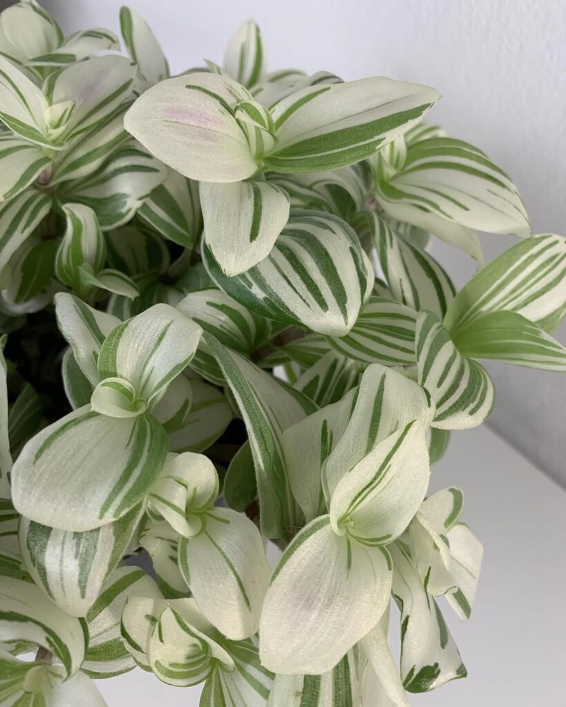 Tradescantia ‘Brightness