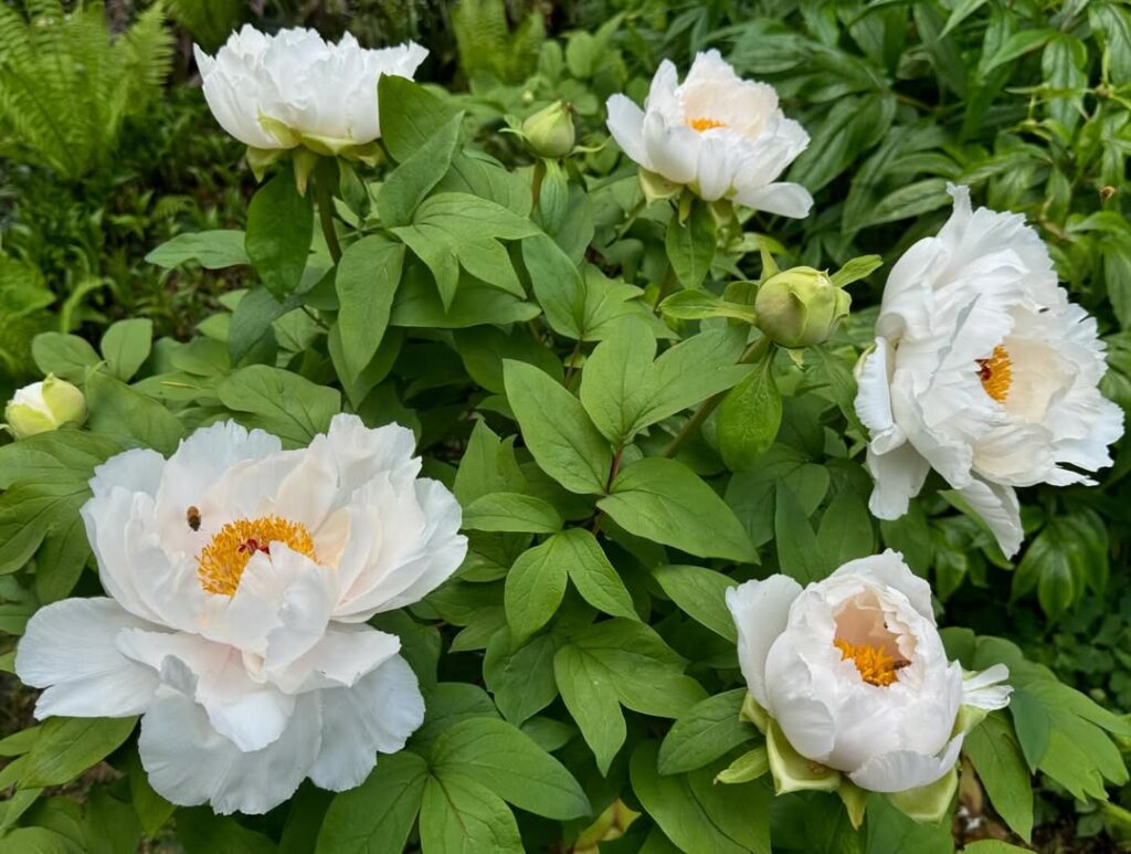 Trillium Ovatum