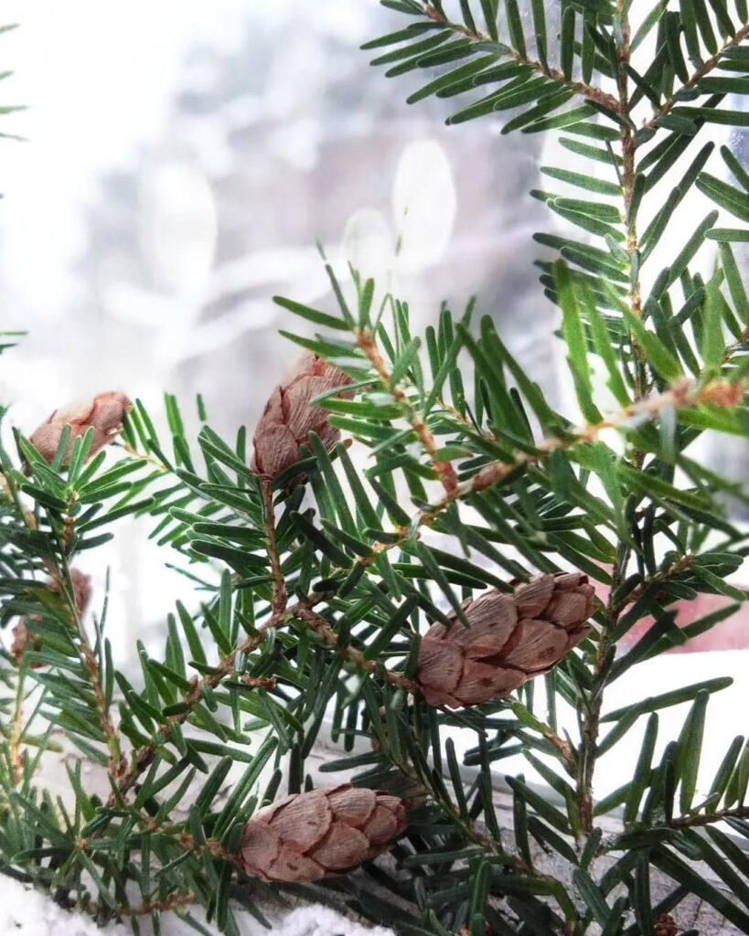 Tsuga Heterophylla