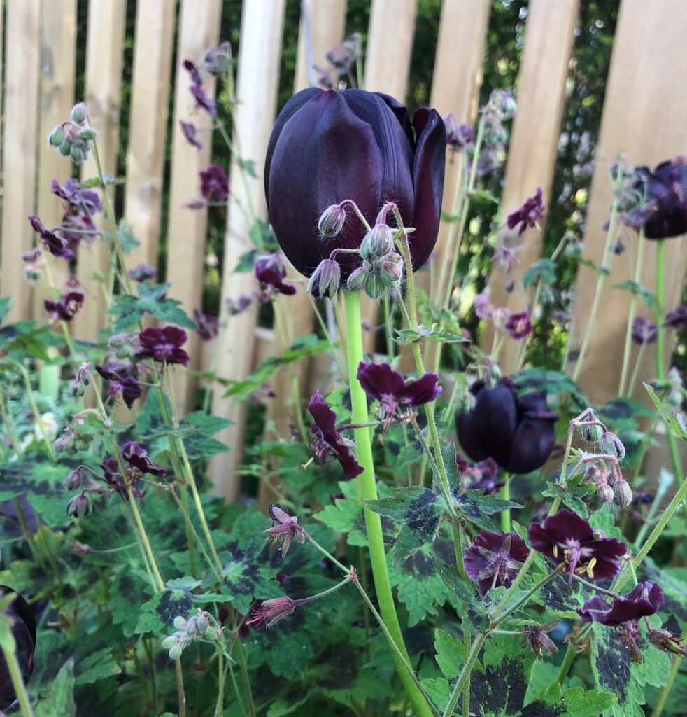 Tulipa ‘Queen of Night
