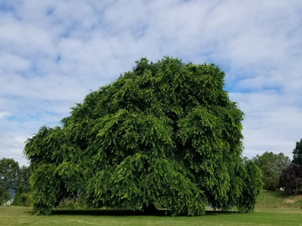 Ulmus americana