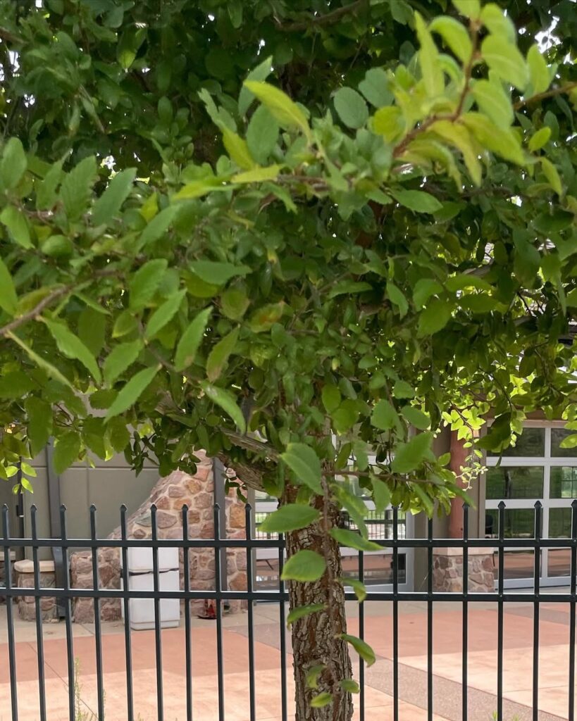 Ulmus crassifolia