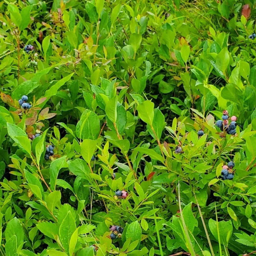 Vaccinium Angustifolium