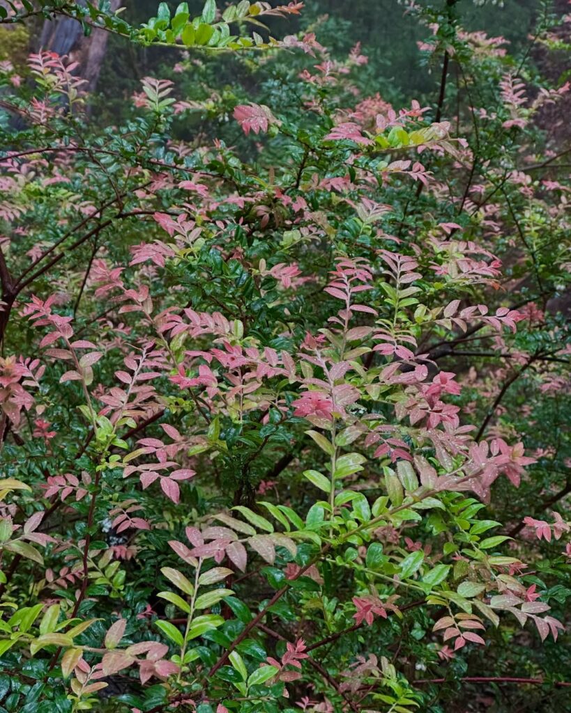 Vaccinium Ovatum