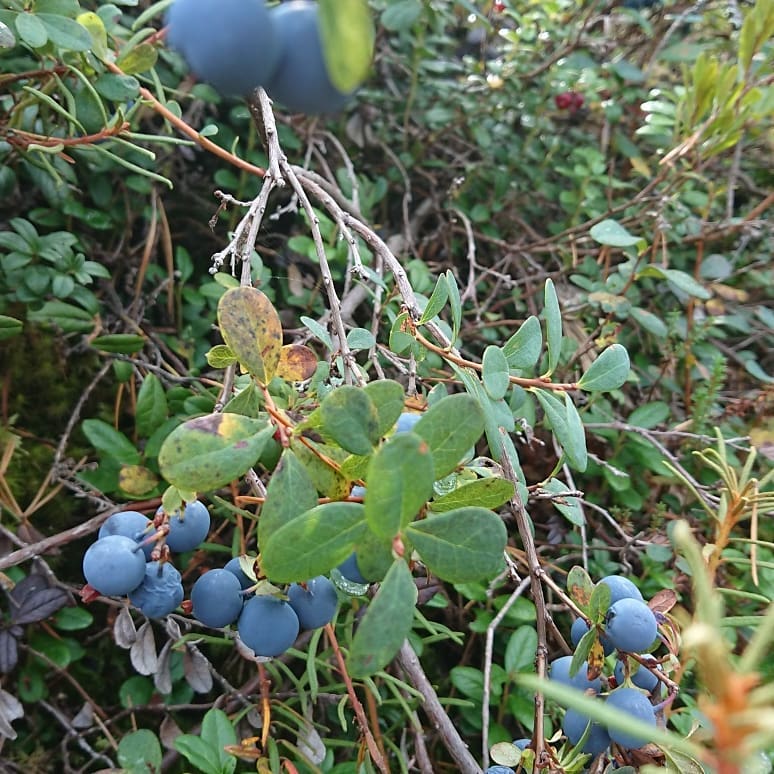 Vaccinium Uliginosum