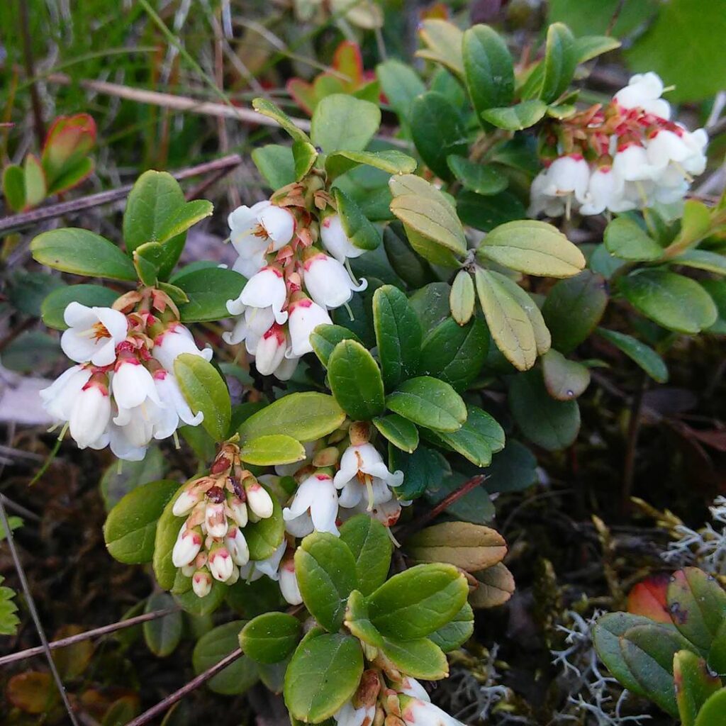 Vaccinium Vitis Idaea