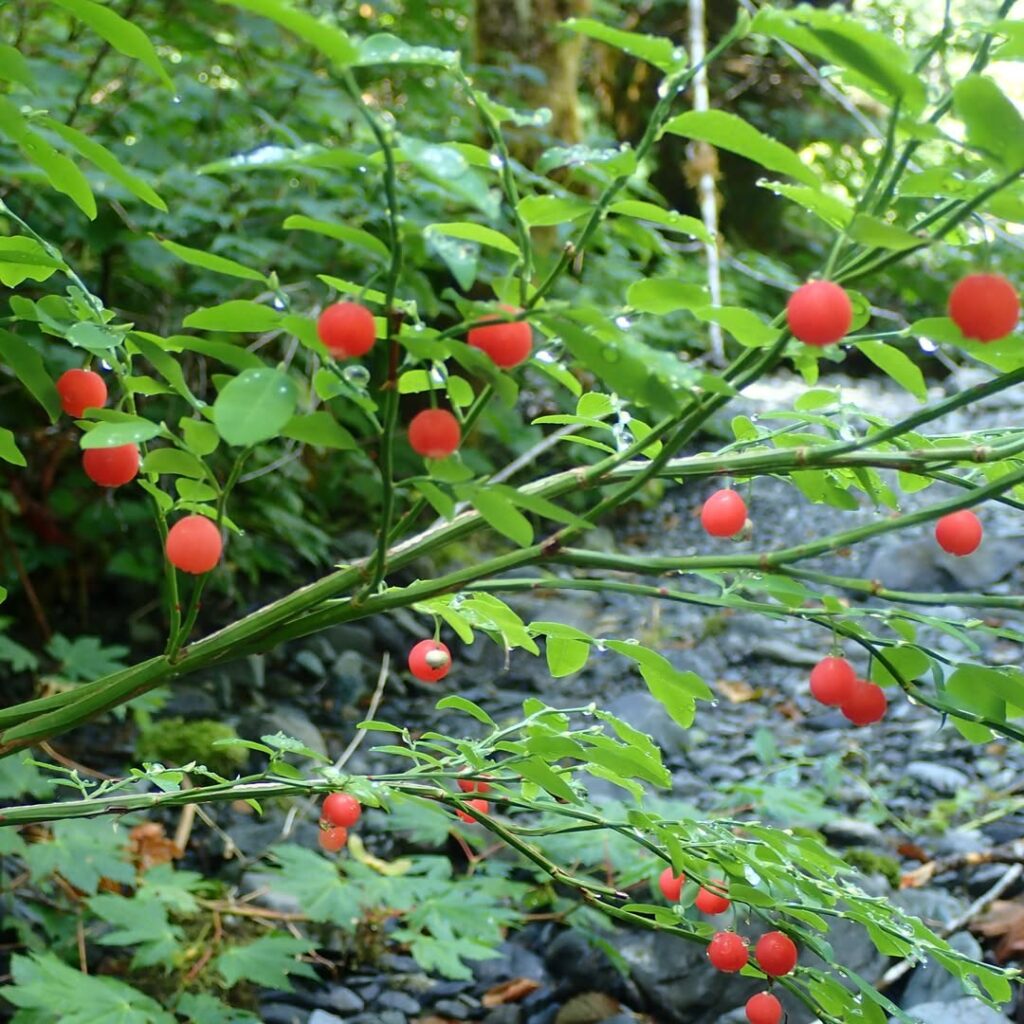 Vaccinium parvifolium