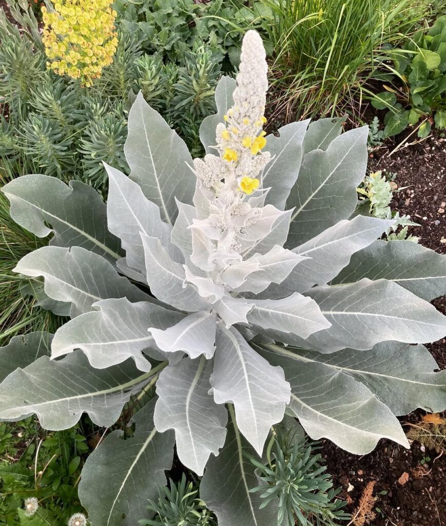 Verbascum bombyciferum