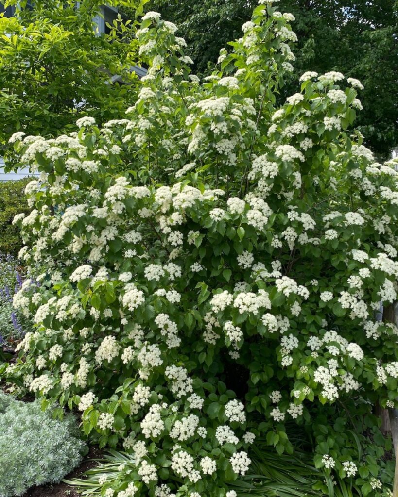 Viburnum Dentatum