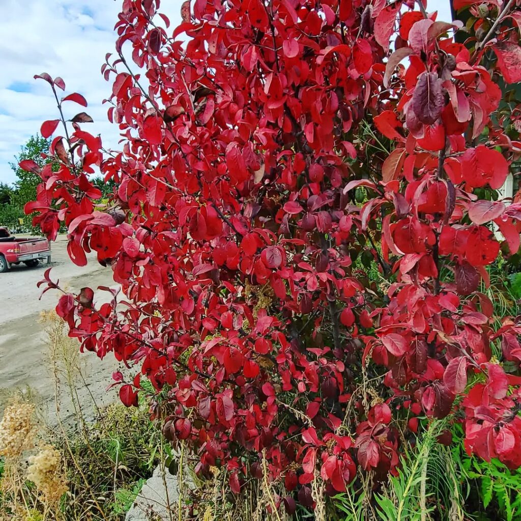 Viburnum Prunifolium
