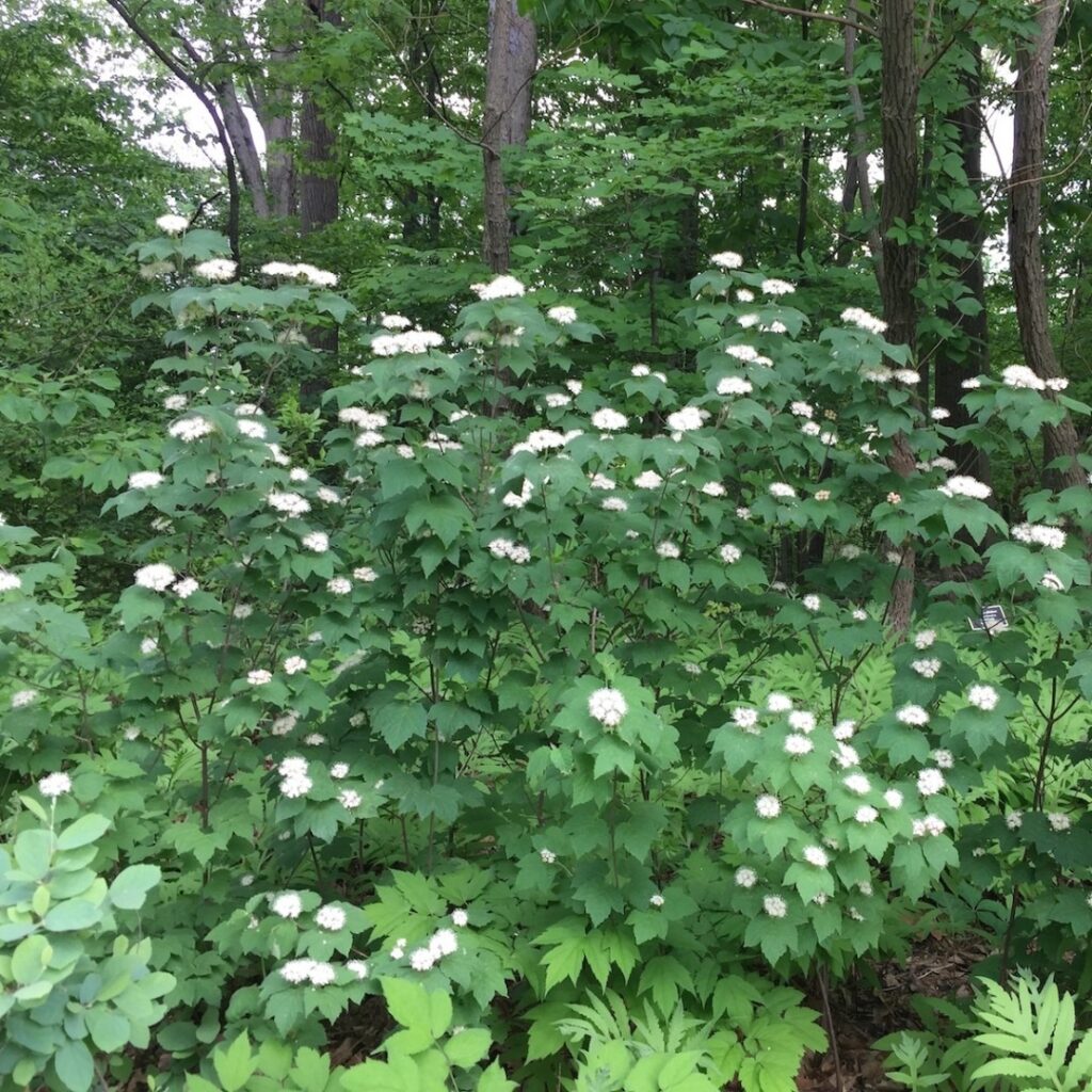 Viburnum acerifolium