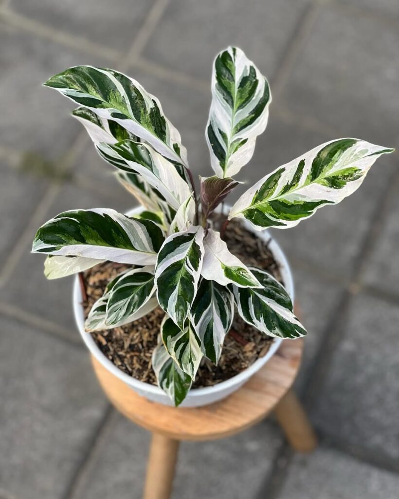 White Fusion Calathea