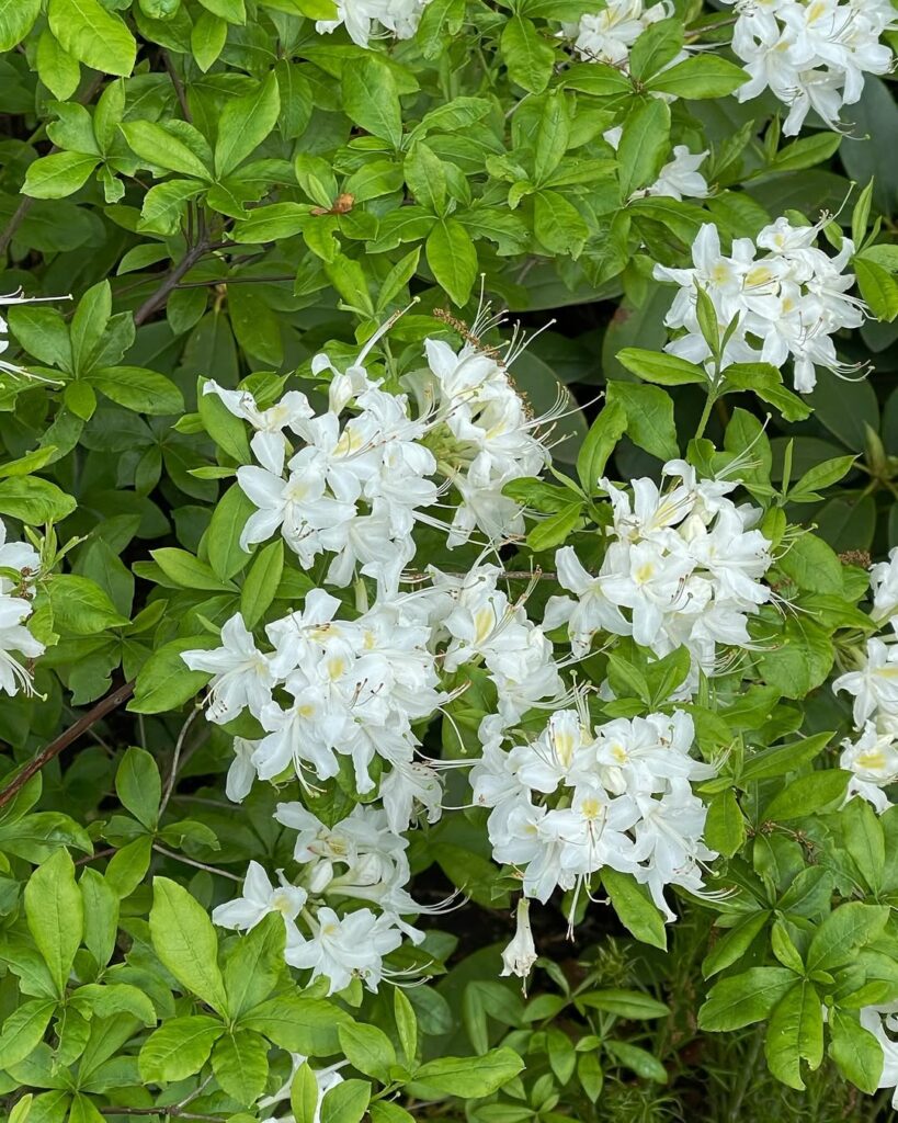 Wild Azalea