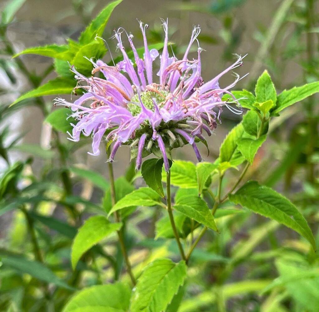 Wild Bergamot