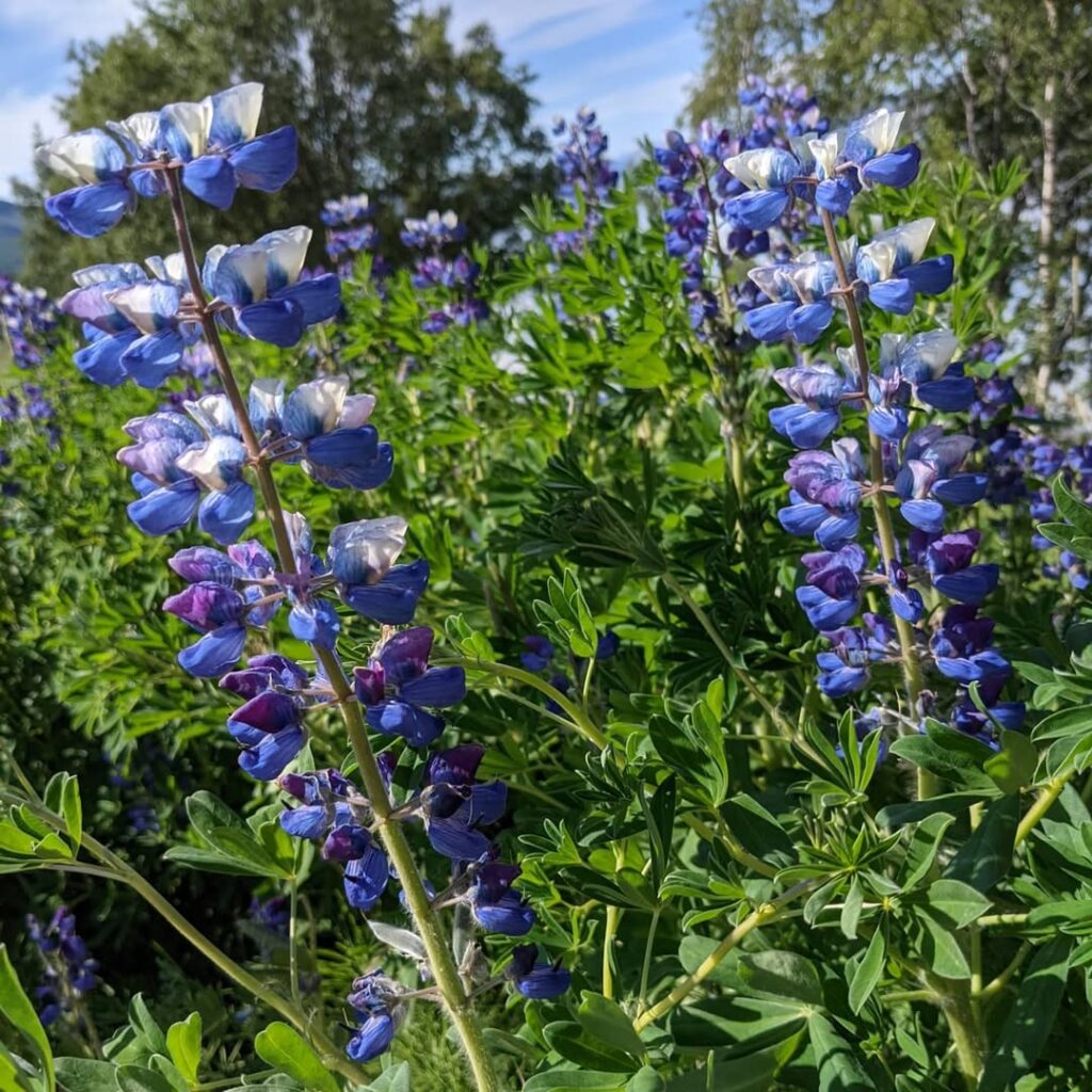 Wild Lupine