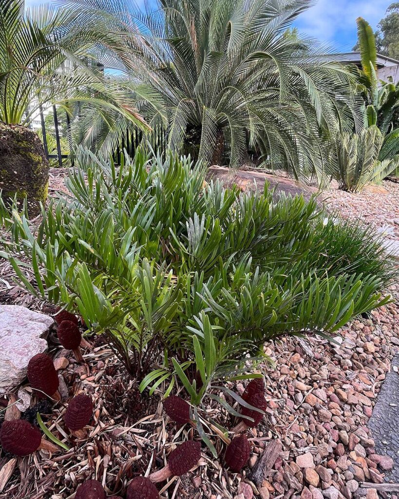 Zamia Integrifolia